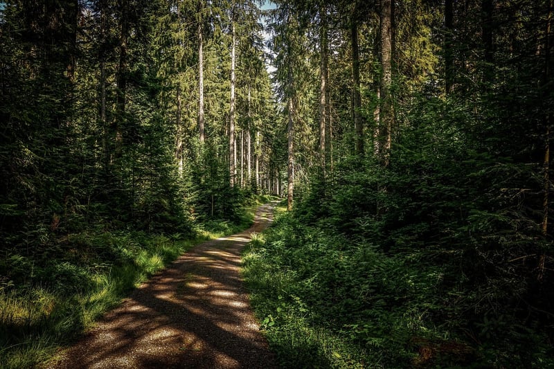 Forest-inspired