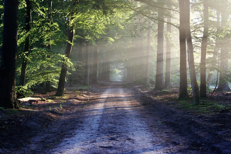 Cozy Forest Setting